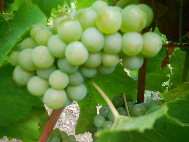 CHAMPAGNE FLEURY GILLE - Chardonnay