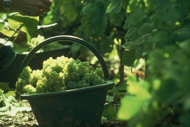 CHAMPAGNE FLEURY GILLE - Panier de Chardonnay