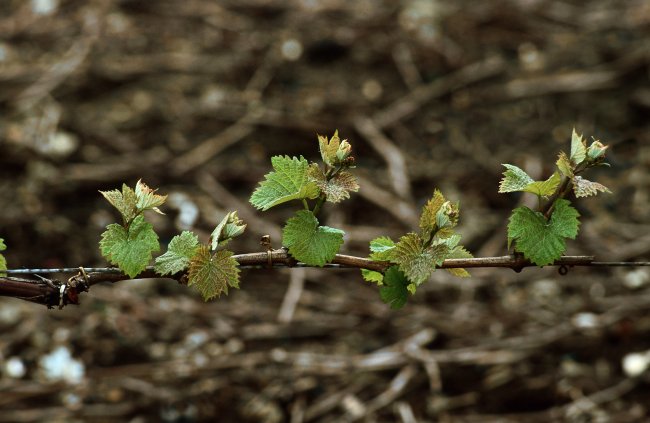 CHAMPAGNE FLEURY GILLE - Les rameaux poussent